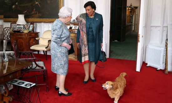 huisdieren_corgi_queen_2018