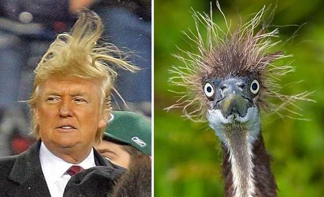 Emu resemblance to Trump/ Donald Trump 's distinctively coiffured hair sparks Social Networks to find the animals that look like the US Presidential hopeful. Cat owners brush their feline's hair forward or sometimes add fur to resemble the mighty republican's comb-over - other animals need no help, looking uncannily like the out-spoken New Yorker. / Source: INTERNET