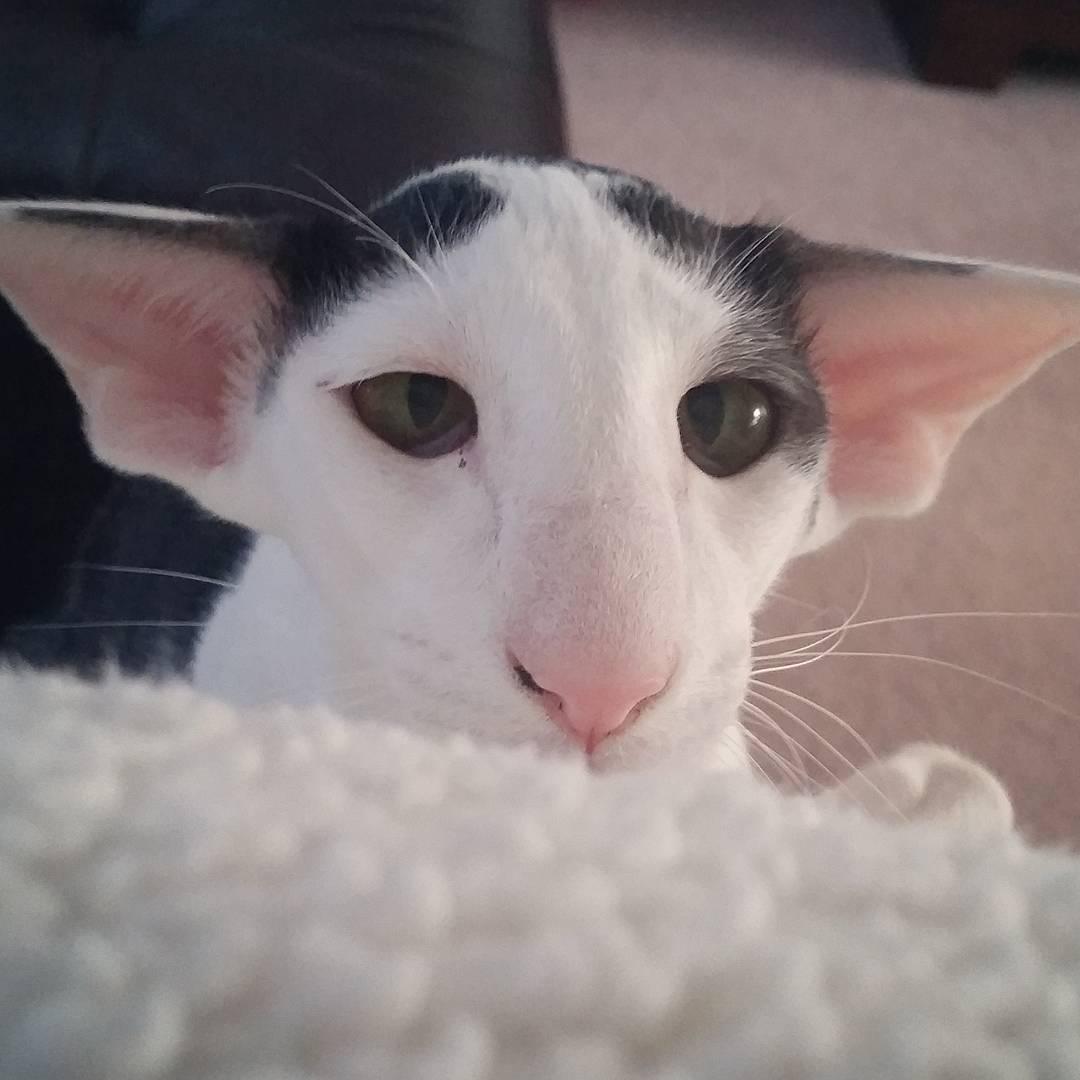 tack Verandert in Manier Je gelooft je oren vast niet: deze katten lijken als twee druppels op Dobby  | Upcoming